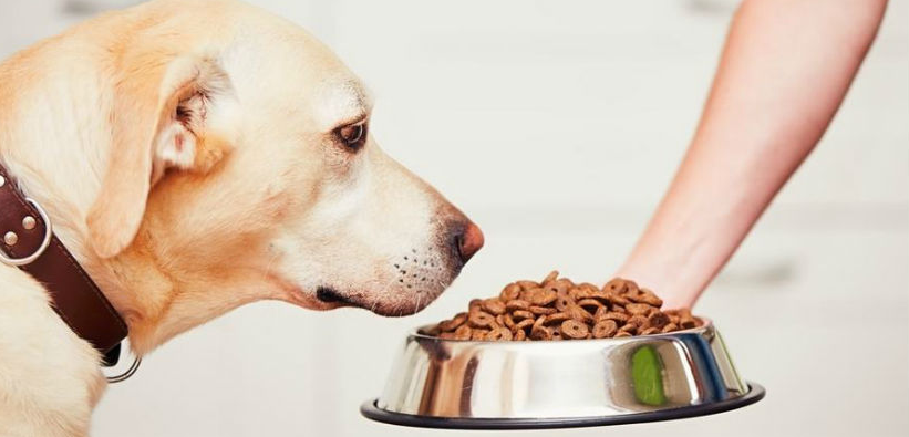 Cuidados en la alimentación de tu perro